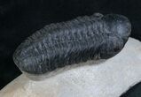Large Reedops Trilobite - #8030-4
